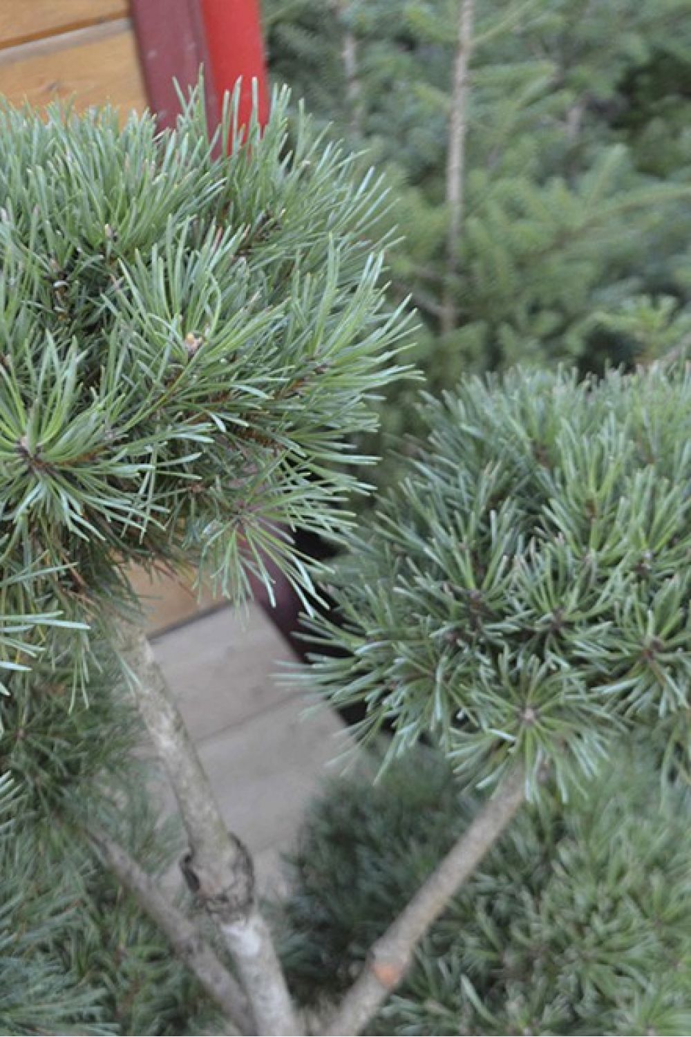 Сосна Бонсай (Bonsai) по доступной цене в Набережных Челнах - Купить с  доставкой в питомнике Растения24